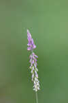 Swamp milkwort